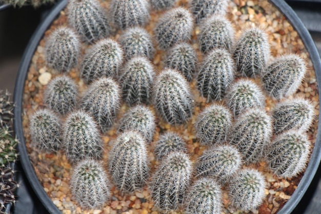 Photo high angle view of succulent plant