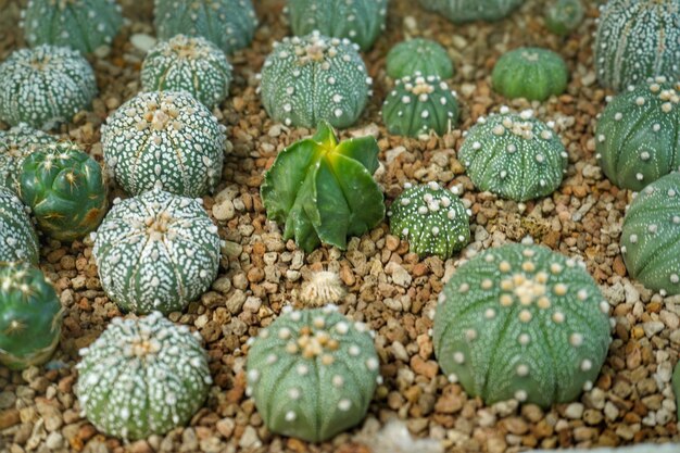 High angle view of succulent plant