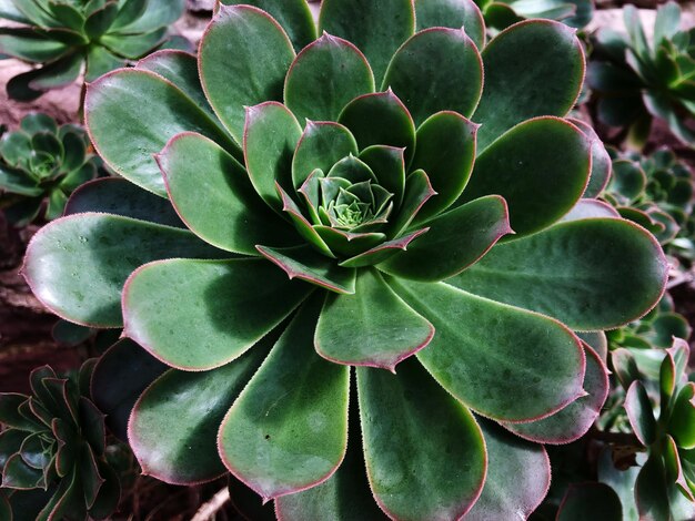 High angle view of succulent plant