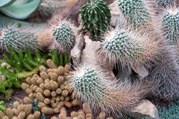 サクレント植物の高角度の眺め