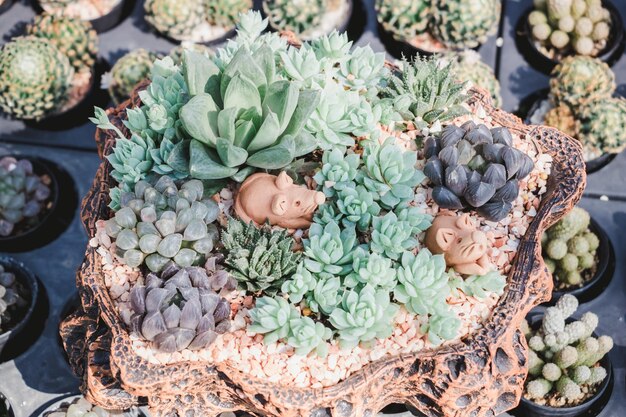 Photo high angle view of succulent plants in basket for sale