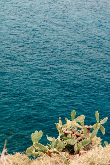 High angle view of succulent plants at beach