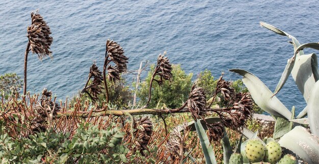 Photo high angle view of succulent plants at beach