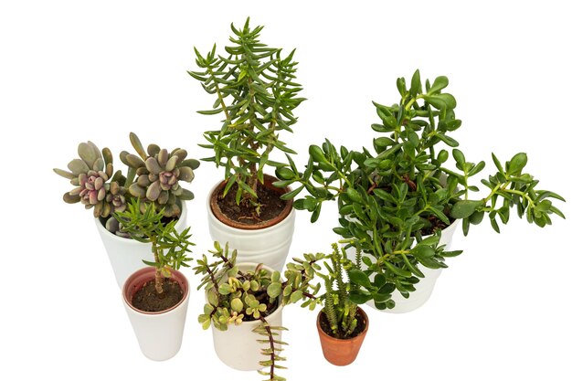 High angle view of succulent plants collection in decorative pots