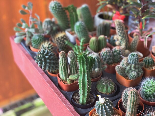 High angle view of succulent plants in pot