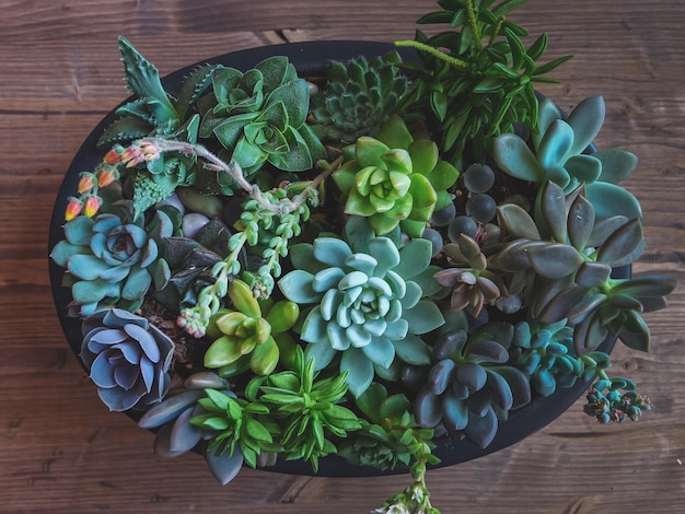Photo high angle view of succulent plants on table
