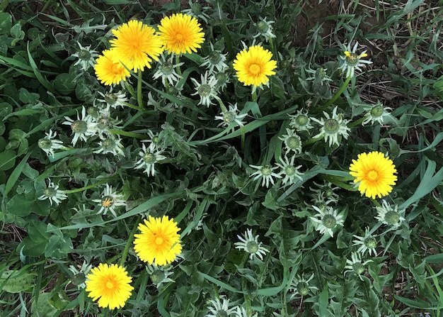 Photo high angle view of sunflowers blooming on field