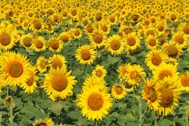 High angle view of sunflowers on field