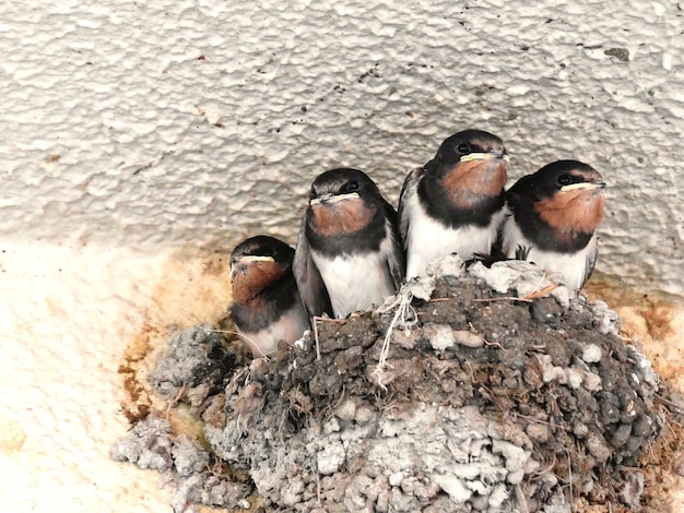 High angle view of swallows on nest