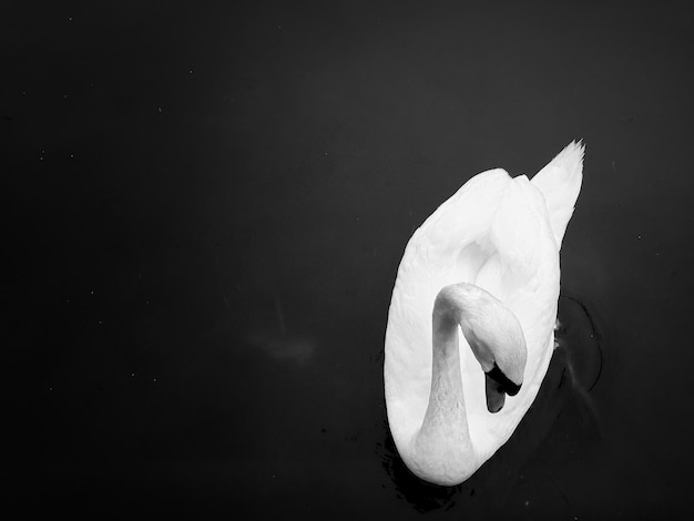 Photo high angle view of swan floating on lake