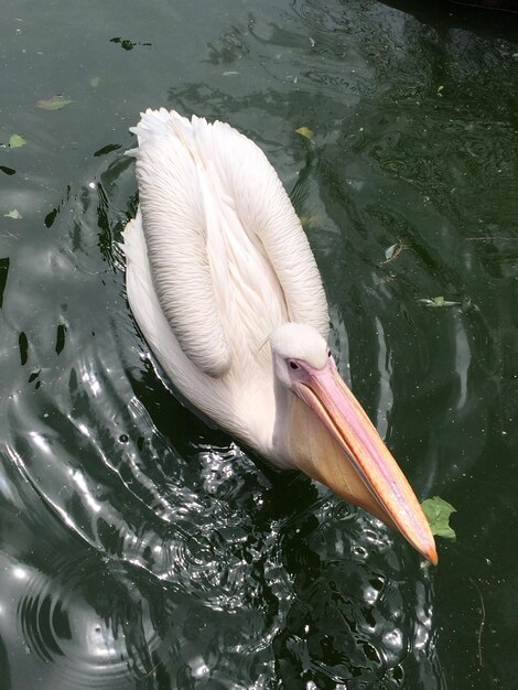 Photo high angle view of swan swimming in lake