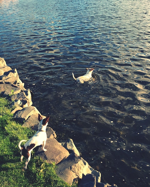 Photo high angle view of swan swimming on lake