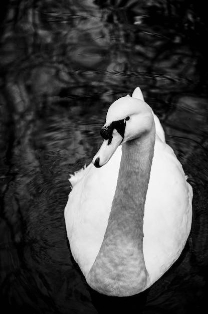 Foto vista ad alta angolazione del cigno che nuota nel lago