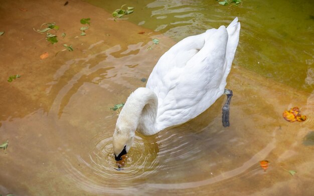 High angle view of swan swimming in lake