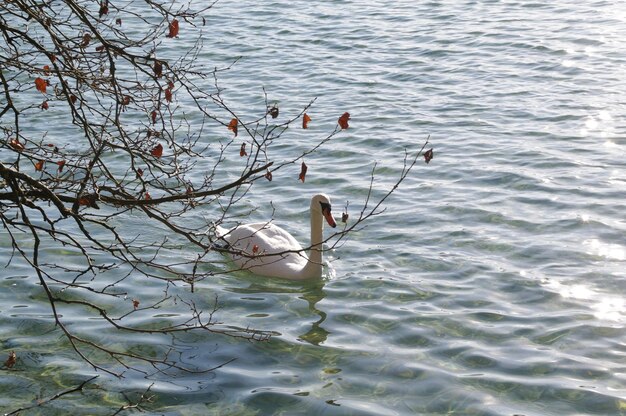 High angle view of swan swimming in lake