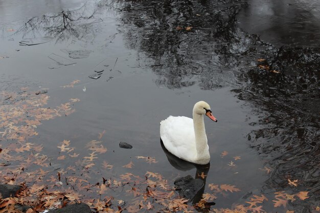 High angle view of swan swimming in lake