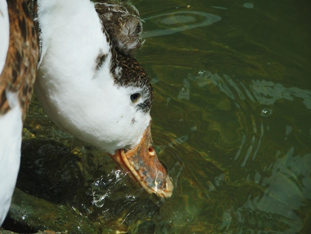 Photo high angle view of swan swimming in lake