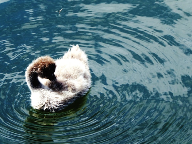 Photo high angle view of swan swimming in lake