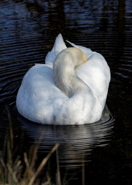 Photo high angle view of swan swimming in lake