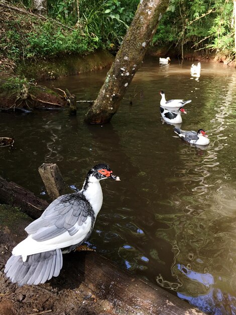 High angle view of swans in lake