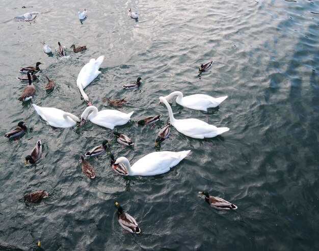 High angle view of swans swimming in lake