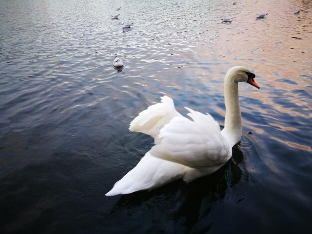 High angle view of swans swimming in lake