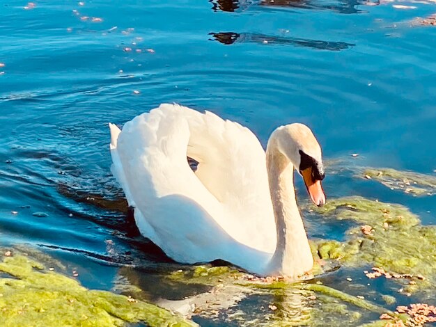 High angle view of swans swimming in lake