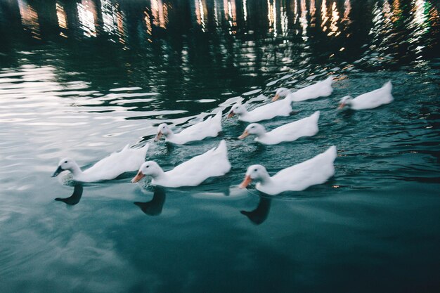 High angle view of swans swimming in lake