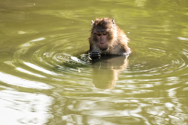 Foto vista ad alta angolazione di un nuoto nel lago