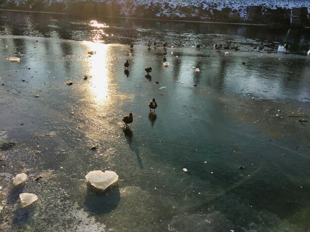 湖で水泳する高角度の景色