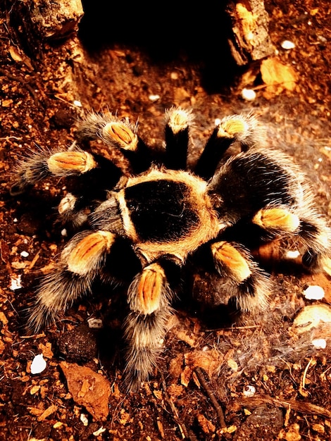 High angle view of tarantula on field