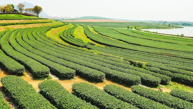 茶畑の高角度の景色