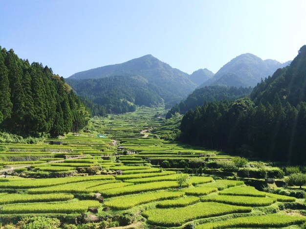 High angle view of terraced rice fields near mountains