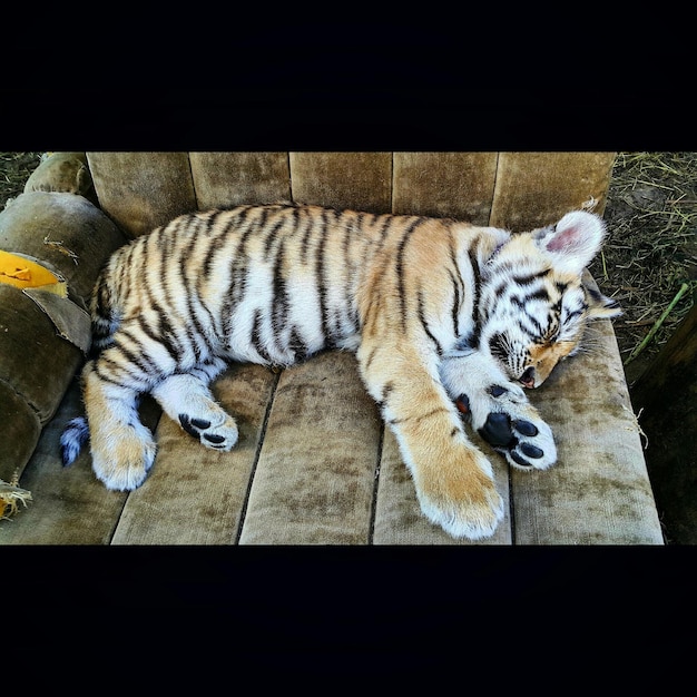 High angle view of tiger sleeping