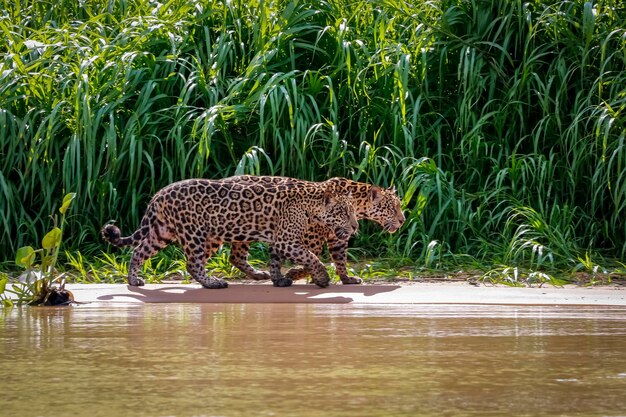 Foto vista ad alta angolazione della tigre