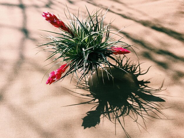 Photo high angle view of tillandsia plant on table