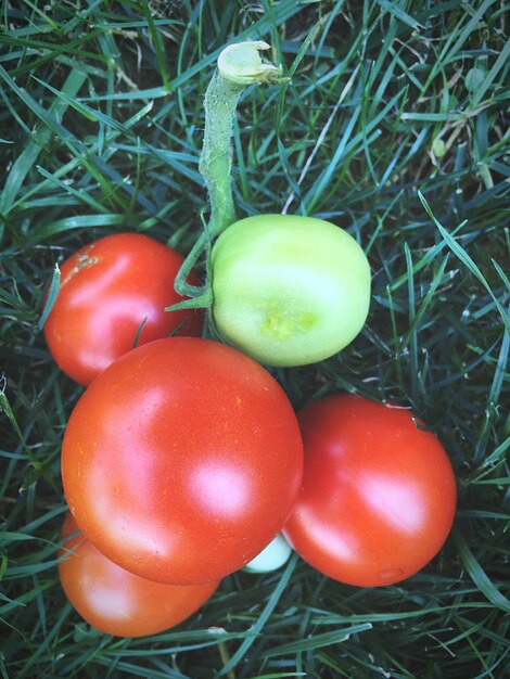 High angle view of tomatoes