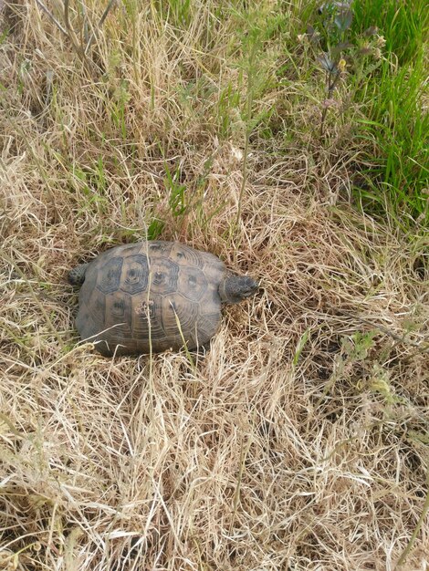 草の上にあるカメの高角度の眺め