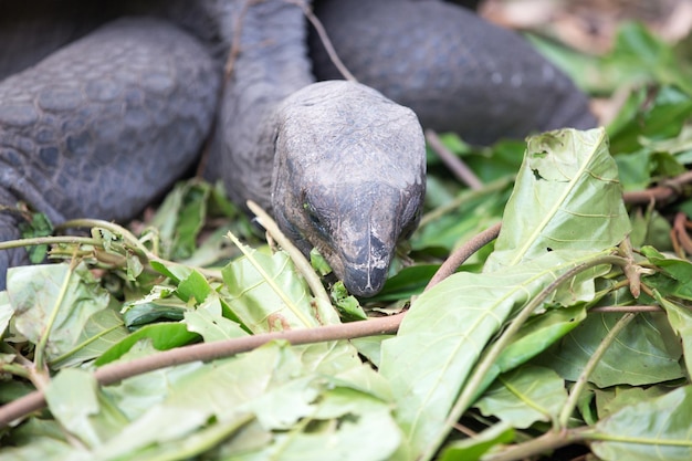 high angle view of tortoise on plants