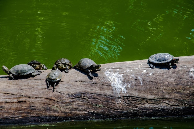 High angle view of tortoises on wood in lake