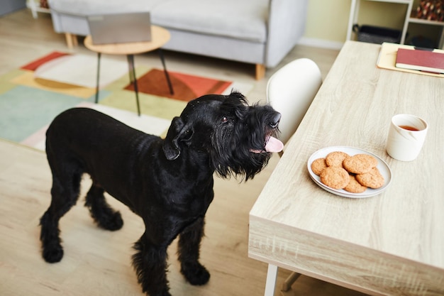 High angle view of trained black dog standing near the kitchen\
table and smelling biscuits on plate