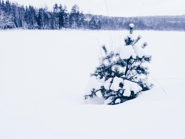 High angle view of tree amidst snow covered field