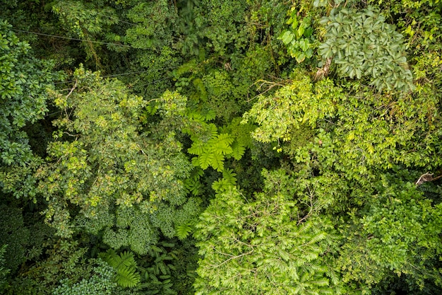 High angle view of tree branches in rainforest at costa rica