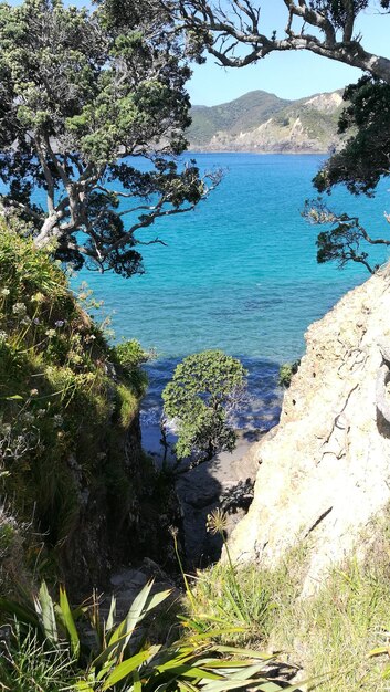 High angle view of tree by sea against sky