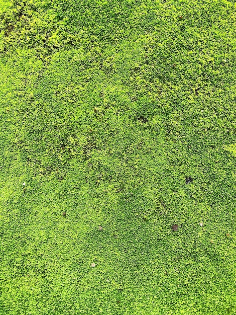 Foto vista ad alta angolazione dell'albero sul campo