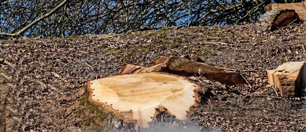 High angle view of tree trunk on field