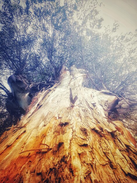 High angle view of tree trunk in forest