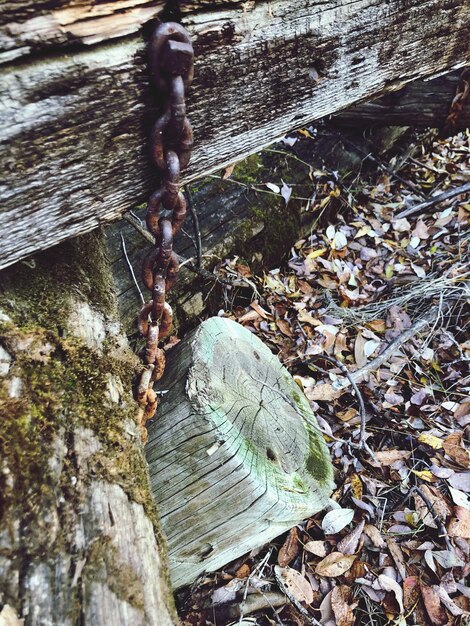 High angle view of tree trunk in forest