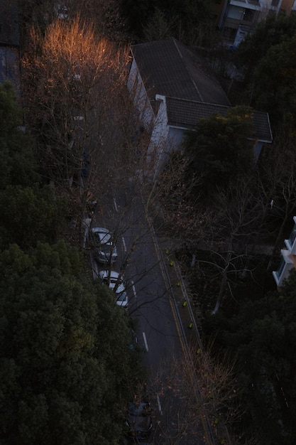 Foto vista ad alto angolo di alberi e edifici