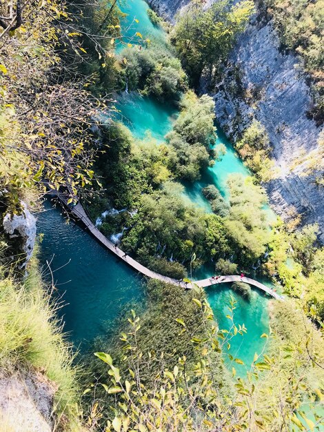 Foto vista ad alto angolo degli alberi dal lago